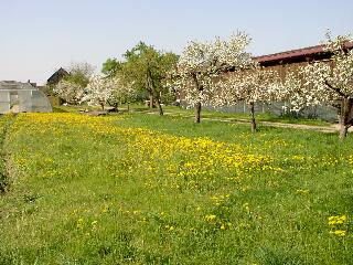 Unser Garten